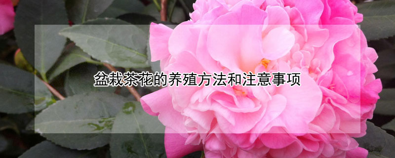 盆栽茶花的养殖方法和注意事项 盆栽茶花的养殖方法和注意事项有哪些