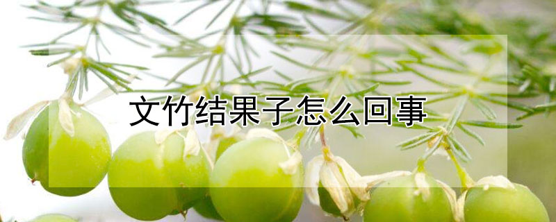 文竹结果子怎么回事 文竹开花寓意什么兆头
