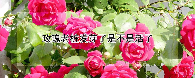 玫瑰老桩发芽了是不是活了 玫瑰老桩发芽了是不是活了呢