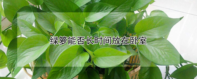 绿箩能否长时间放在卧室 绿箩可以一直放在房间里面吗