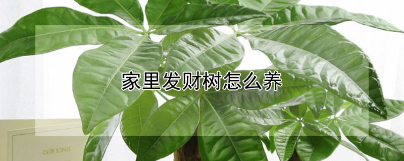 家里发财树怎么养 室内发财树怎么养才能更旺盛