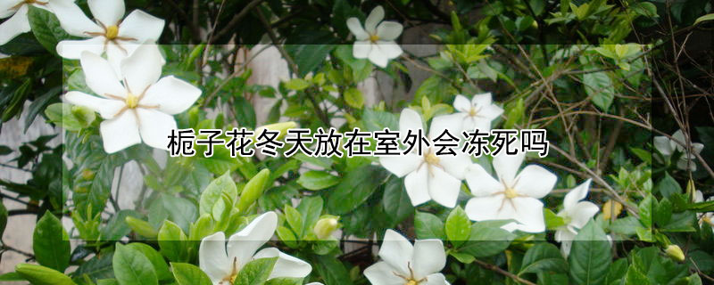 栀子花冬天放在室外会冻死吗 栀子花冬天放在室外会冻死吗