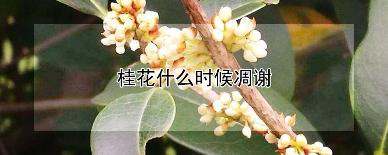 桂花什么时候凋谢 四季桂花树不开花是什么原因