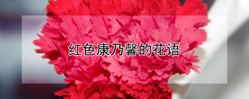 红色康乃馨的花语 红色康乃馨的花语和寓意