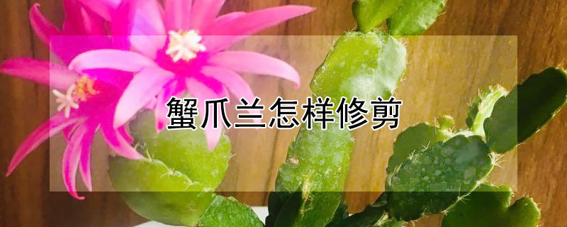 蟹爪兰怎样修剪（蟹爪兰怎样修剪视频教程）