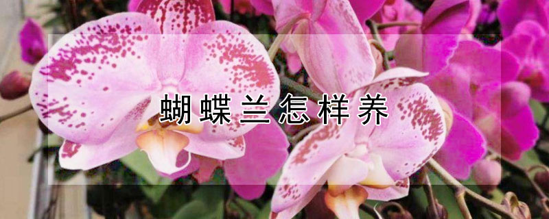 蝴蝶兰怎样养 蝴蝶兰怎样养才能开花