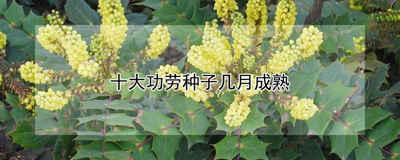 十大功劳种子几月成熟 十大功劳播种时间