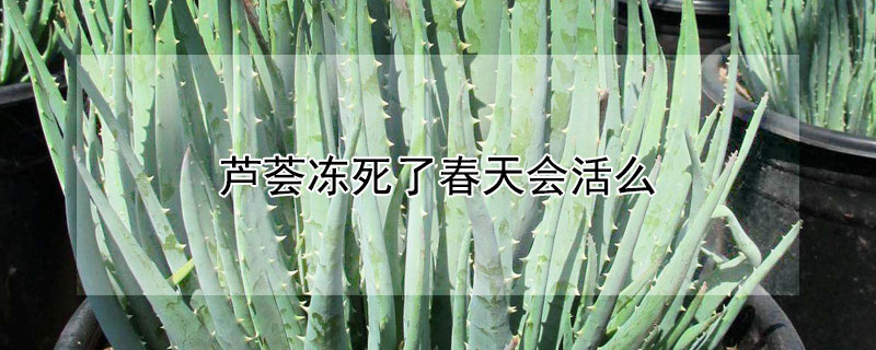 芦荟冻死了春天会活么（四季常青又耐寒的绿植）