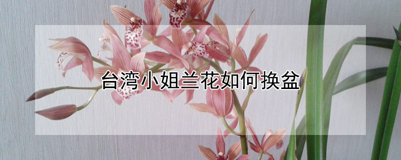 台湾小姐兰花如何换盆（台湾小姐兰花如何浇水）