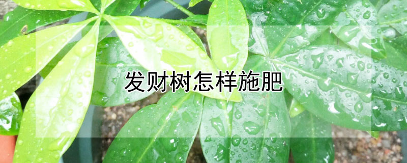 发财树怎样施肥 发财树怎样施肥长得好