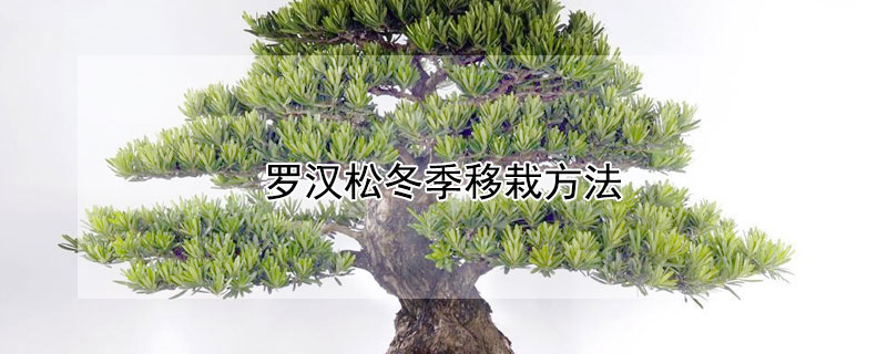 罗汉松冬季移栽方法（罗汉松冬季移栽可活吗）