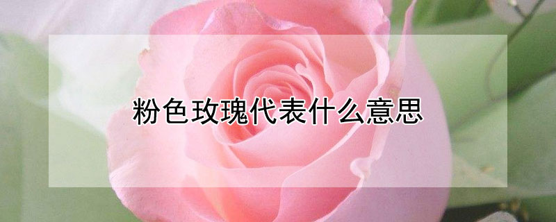 粉色玫瑰代表什么意思（52朵粉色玫瑰代表什么意思）