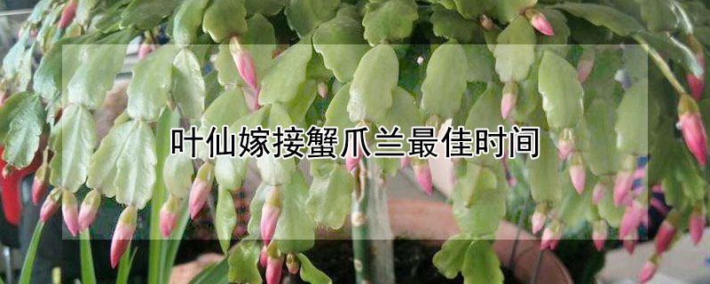 叶仙嫁接蟹爪兰最佳时间（叶仙嫁接蟹爪兰最佳时间顶接）