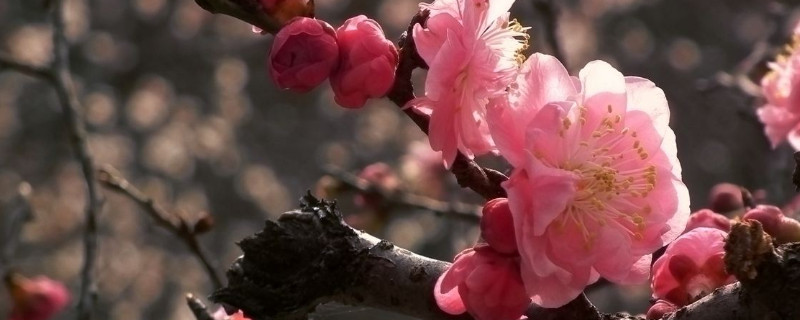 梅花的花语是什么 梅花的花语是什么意思 寓意