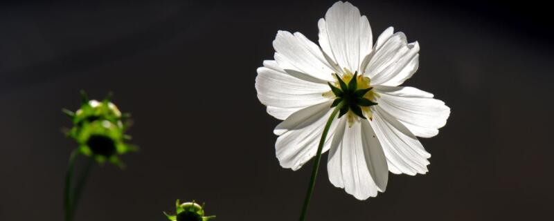 白色格桑花的花语 白色格桑花花语象征着什么