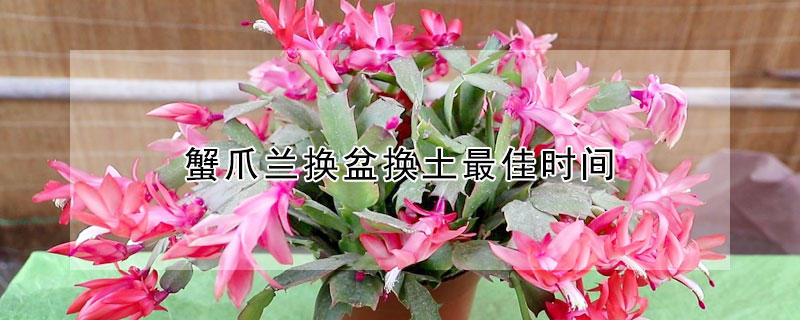 蟹爪兰换盆换土最佳时间 蟹爪兰换盆时间和方法