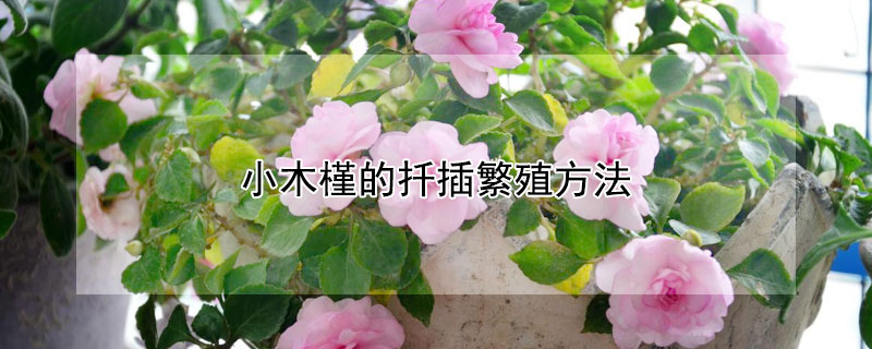 小木槿的扦插繁殖方法 小木槿的扦插繁殖方法视频