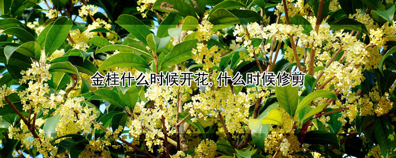 金桂什么时候开花,什么时候修剪 金桂什么季节开花