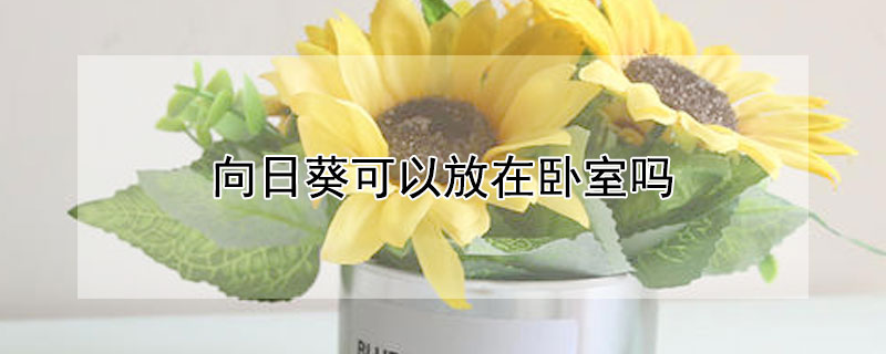 向日葵可以放在卧室吗 向日葵花代表什么风水