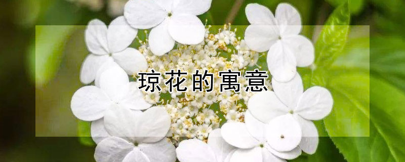 琼花的寓意（琼花的寓意是什么意思）