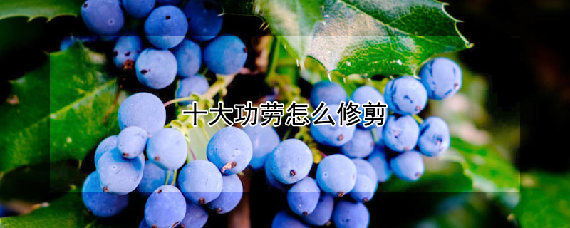 十大功劳怎么修剪 十大功劳怎么修剪长不高