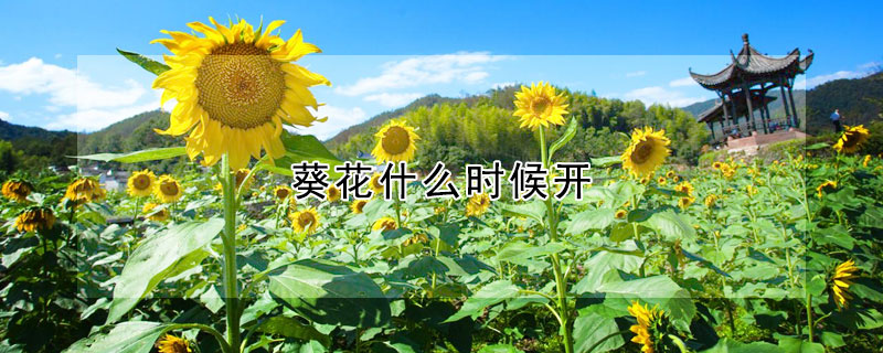 葵花什么时候开（葵花什么季节开花?）