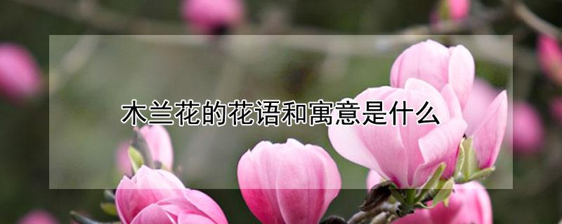 木兰花的花语和寓意是什么（兰花的寓意和象征）