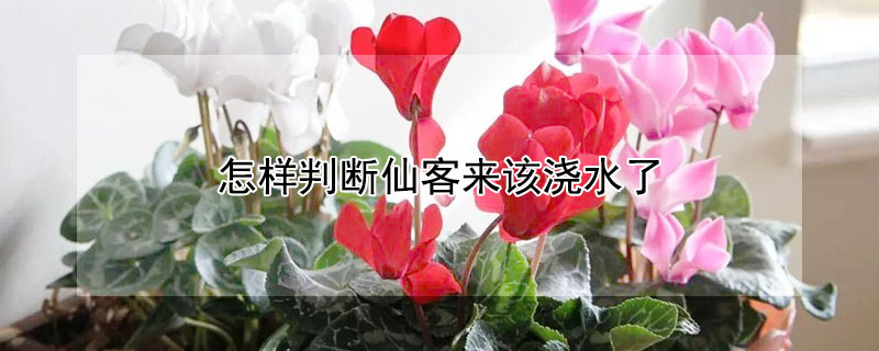 怎样判断仙客来该浇水了（怎么判断仙客来是否缺水了）