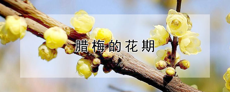 腊梅的花期（澳洲腊梅的花期）
