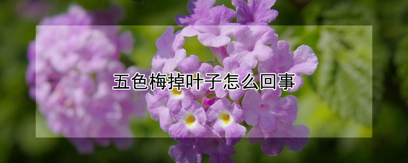 五色梅掉叶子怎么回事 五色梅掉叶子怎么恢复
