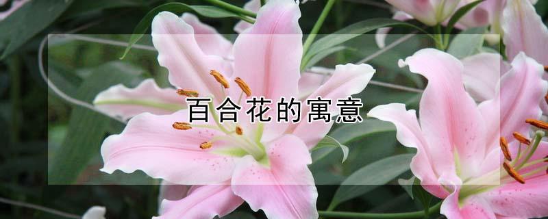 百合花的寓意 百合花的寓意和象征风水禁忌