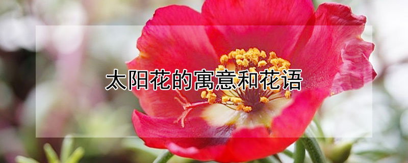 太阳花的寓意和花语（太阳花的花语）