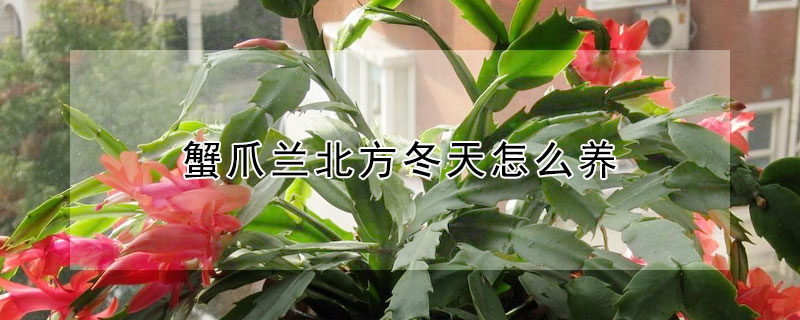 蟹爪兰北方冬天怎么养（蟹爪兰北方冬天怎么养护）