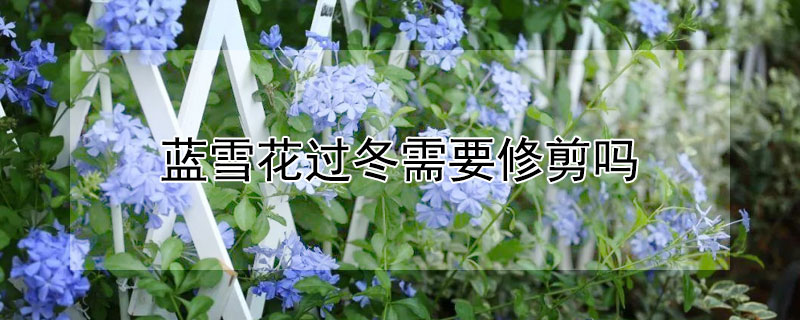 蓝雪花过冬需要修剪吗 蓝雪花过冬需要修剪吗视频