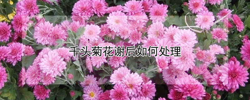 千头菊花谢后如何处理 千头菊开花后如何修剪视频