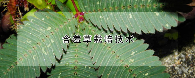 含羞草栽培技术 含羞草栽培技术视频