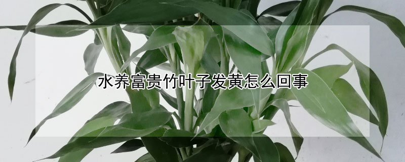 水养富贵竹叶子发黄怎么回事 水养富贵竹叶子发黄怎么回事儿