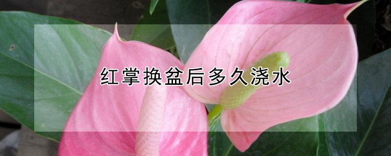 红掌换盆后多久浇水 红掌换盆后多久浇水合适
