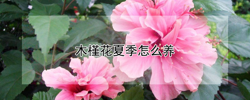 木槿花夏季怎么养 木槿花夏季如何养护