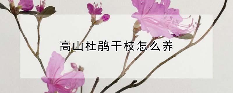 高山杜鹃干枝怎么养（高山杜鹃干枝怎么养护和管理）