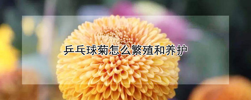 乒乓球菊怎么繁殖和养护 乒乓球菊怎么繁殖和养护视频