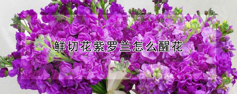 鲜切花紫罗兰怎么醒花 紫罗兰鲜切花如何醒花