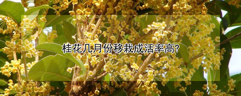 桂花几月份移栽成活率高?（桂花几月份移栽成活率高些）