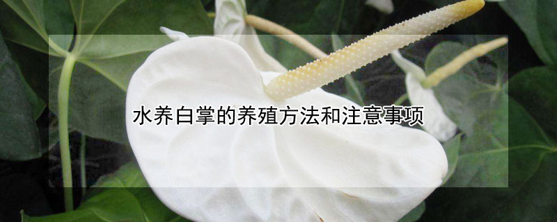 水养白掌的养殖方法和注意事项（水养白掌的养殖方法和注意事项）