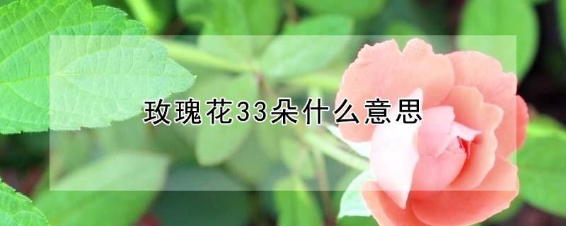 玫瑰花33朵什么意思 33朵红玫瑰不能随便送人