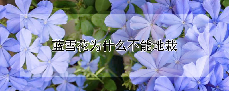 蓝雪花为什么不能地栽（十大阴气最重的花）