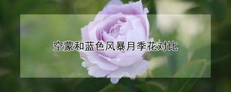 空蒙和蓝色风暴月季花对比 空蒙跟蓝色风暴月季哪个更好