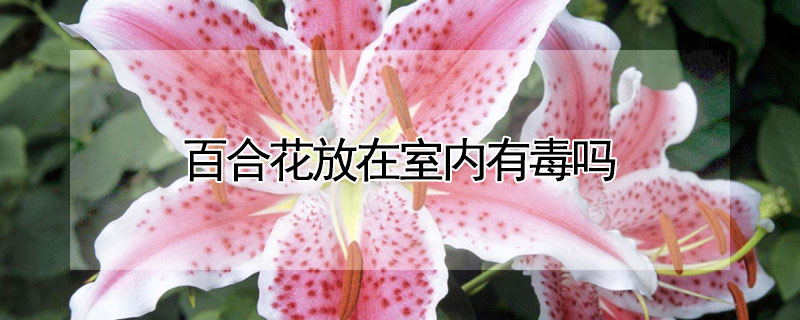 百合花放在室内有毒吗（百合花放在室内有毒吗会死吗）