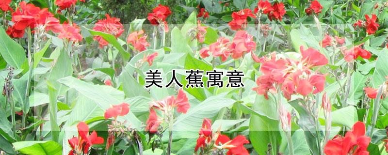 美人蕉寓意（美人蕉寓意和象征）