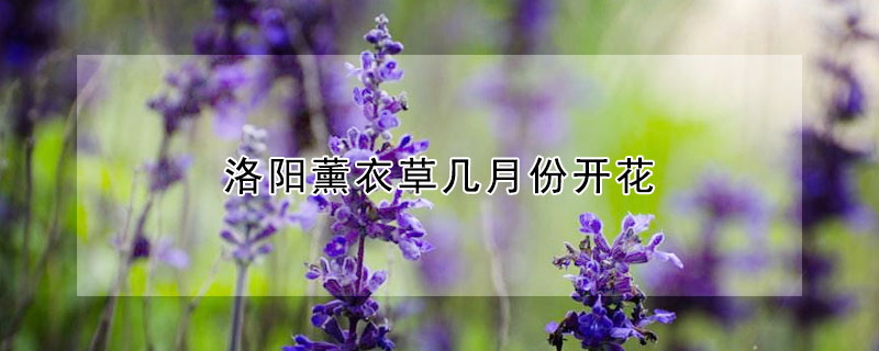 洛阳薰衣草几月份开花（洛阳薰衣草几月份开花结果）